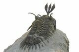 Short Trident Walliserops Trilobite - Timrzit, Morocco #275308-5
